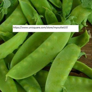 Snow Pea Seeds - Vegetable Seeds - BOGO